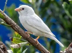 تنها‌ترین گنجشک جهان را بشناسید؛ پرنده‌ ای سفید در میان دنیای خاکستری + عکس