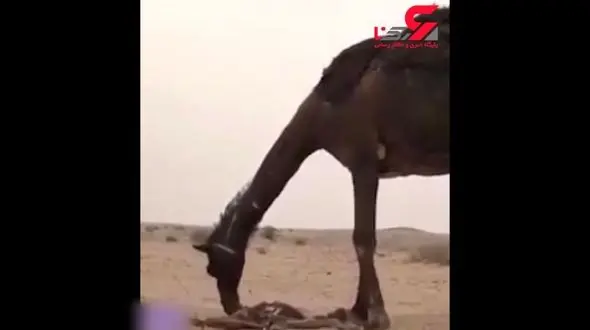 این شتر هر روز بر جنازه فرزندش اشک می ریزد !+ فیلم