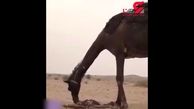 این شتر هر روز بر جنازه فرزندش اشک می ریزد !+ فیلم