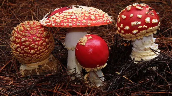 مسمومیت 53 نفر با خوردن قارچای مسموم / 14 نفر در بیمارستان بستری شدند