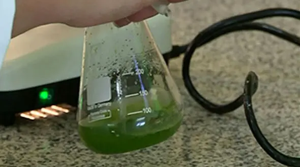 موفقیت جوان فارسی در تولید طلای سبز