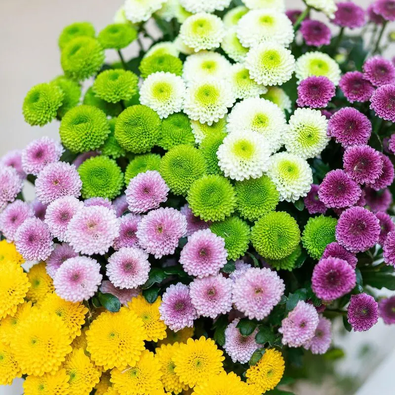 گل داوودی دکمه_ای