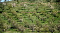 کشت ۷ هزار هکتار باغات دیم در اراضی شیب‌دار لرستان