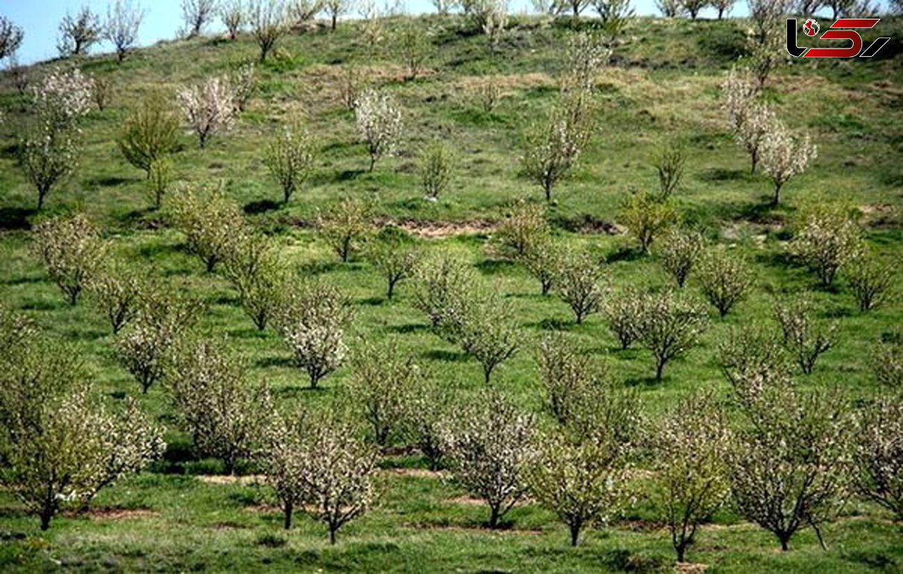 کشت ۷ هزار هکتار باغات دیم در اراضی شیب‌دار لرستان