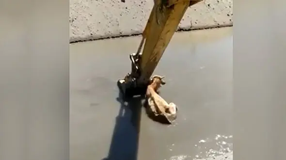 نجات گاو گرفتار در گل با بیل مکانیکی + فیلم