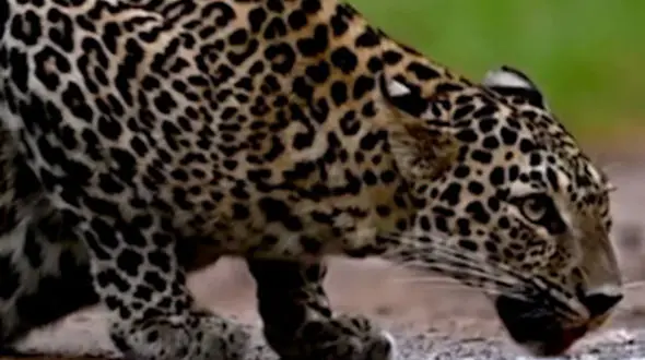 از نهنگ گوژ پشت تا جگوار