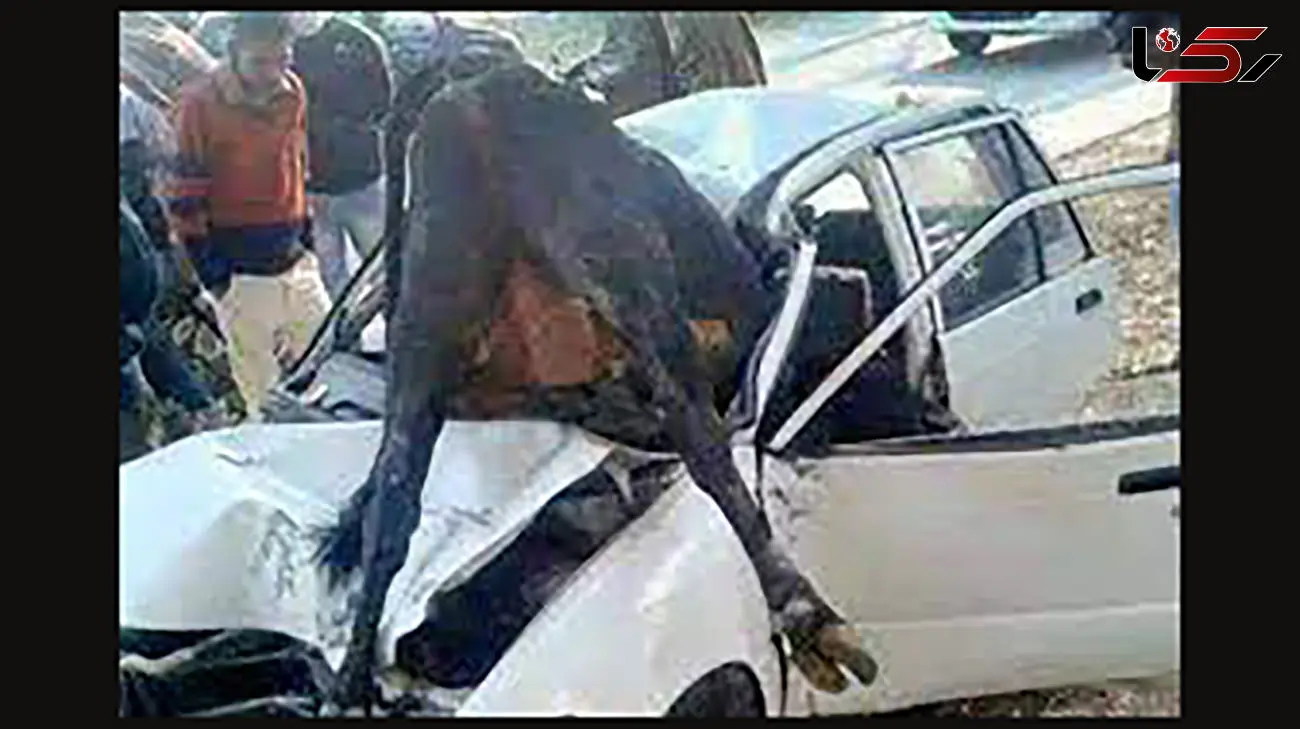 ببینید / لحظه تصادف دلخراش یک خودرو با گاو وسط جاده به خاطر یک اشتباه