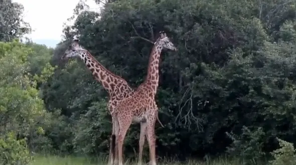 فیلم دلخراش از یک زرافه با پای شکسته