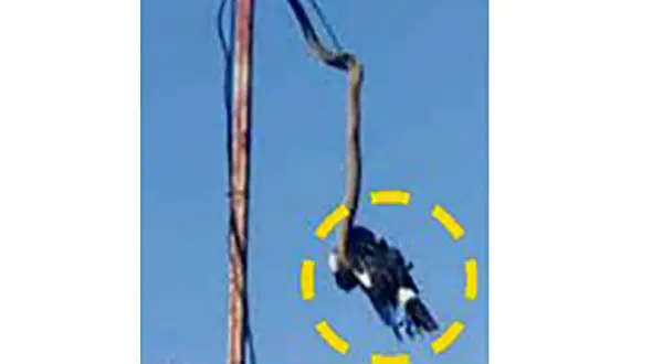 عکس عجیب از پرنده بدشانس و مار پیتون