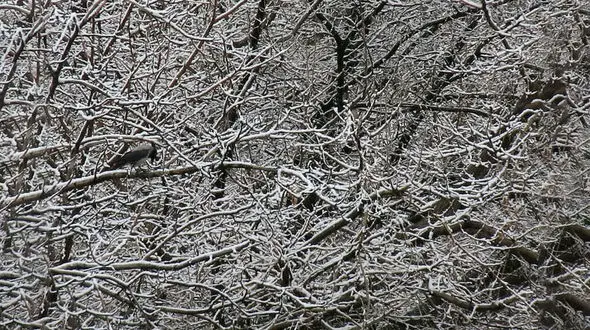 هشدار / ایران به شدت سرد و برفی می شود + جزییات