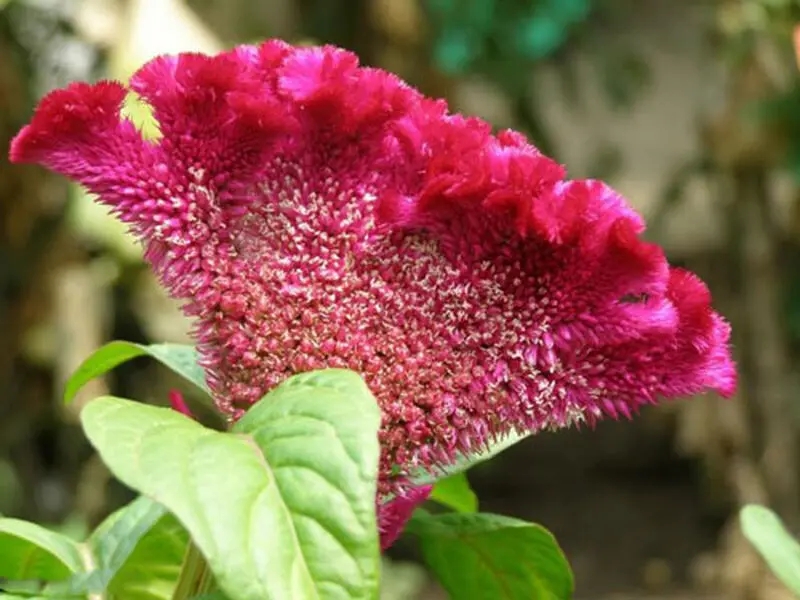 تاج خروس