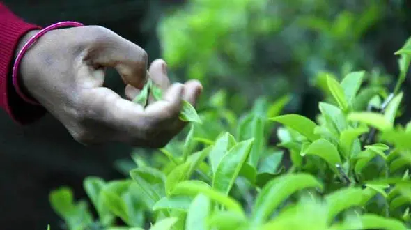  عجیب ترین گیاه ضدپیری که فقط زیر نور ماه چیده می‌شود