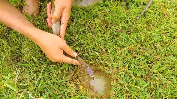 صید هزاران ماهی با یک مار چگونه است؟ + فیلم 