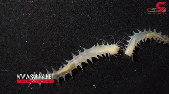 این کرم دریایی دارای بلندترین صدای اقیانوس است + فیلم