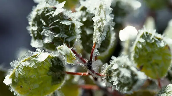 هشدار جهادکشاورزی دزفول به کشاورزان؛ شبانه آبیاری کنید!