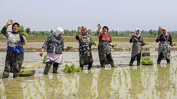 برنج آنلاین قد کشید!
