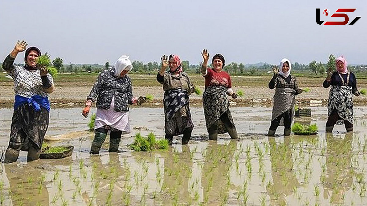 برنج آنلاین قد کشید!