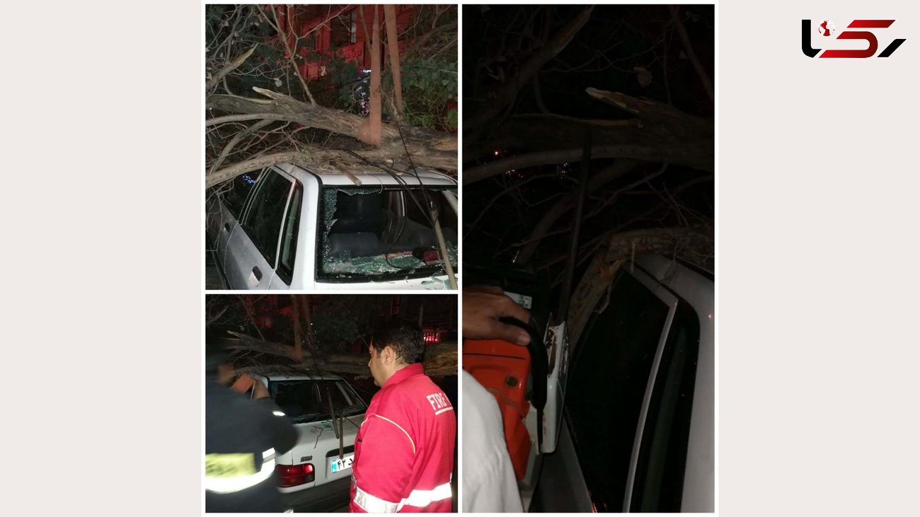 سقوط درخت بر روی پراید در کرمان + عکس
