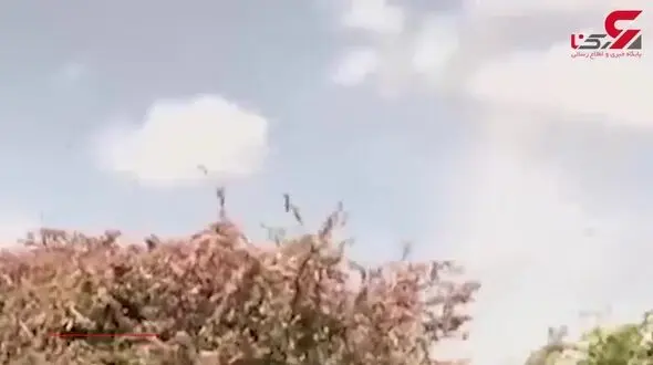 هجوم ملخ به مزارع آفریقا+فیلم