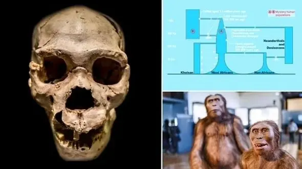  کشف راز اجداد پنهان ما!/ انسان‌ها از دو تبار تکامل یافته‌اند!