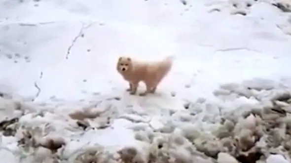 نجات دادن سگ گم شده در بین یخ ها + فیلم