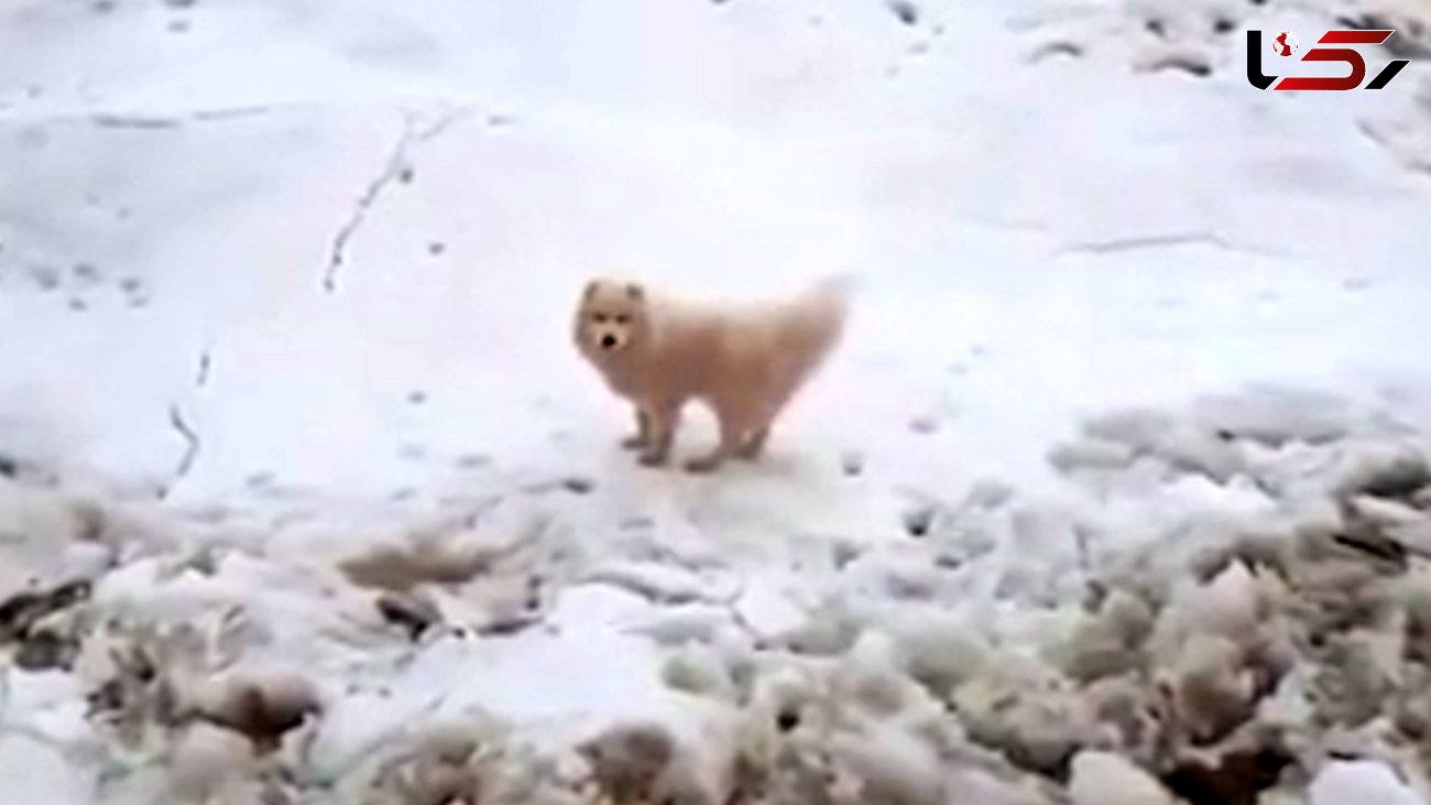 نجات دادن سگ گم شده در بین یخ ها + فیلم