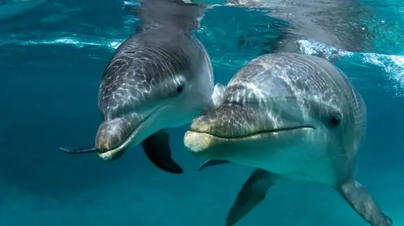 دلفیناریوم برج میلاد مجوز دامپزشکی ندارد/ از مرگ دلفین میلیاردی بی‌خبریم