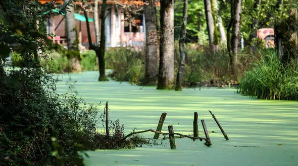 مُردابی شگفت انگیز در گیلان!