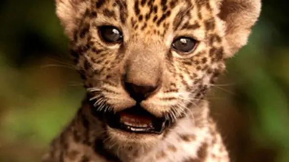  از هوش بالای کلاغ تا ابهت جگوار