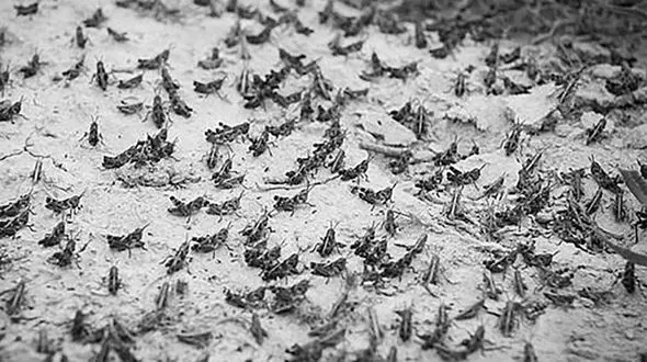 وحشتناک‌ترین صحنه از حمله ملخ‌ها به یک شهر + فیلم /هند