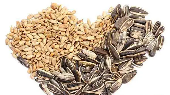 کالری تخمه ها 