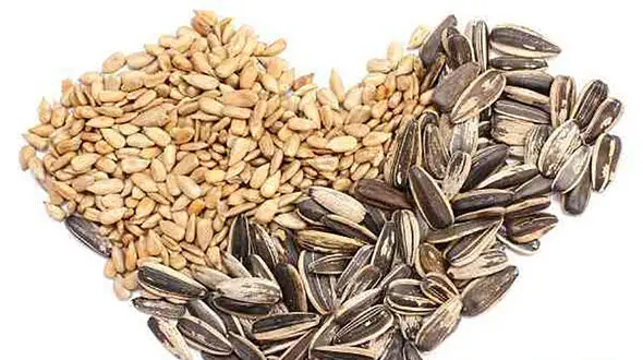 کالری تخمه ها 
