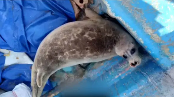 نجات فک 4 ساله‌ به نام "یاسر" توسط نوجوان 12 ساله گلستانی به نام "یاسر" + فیلم