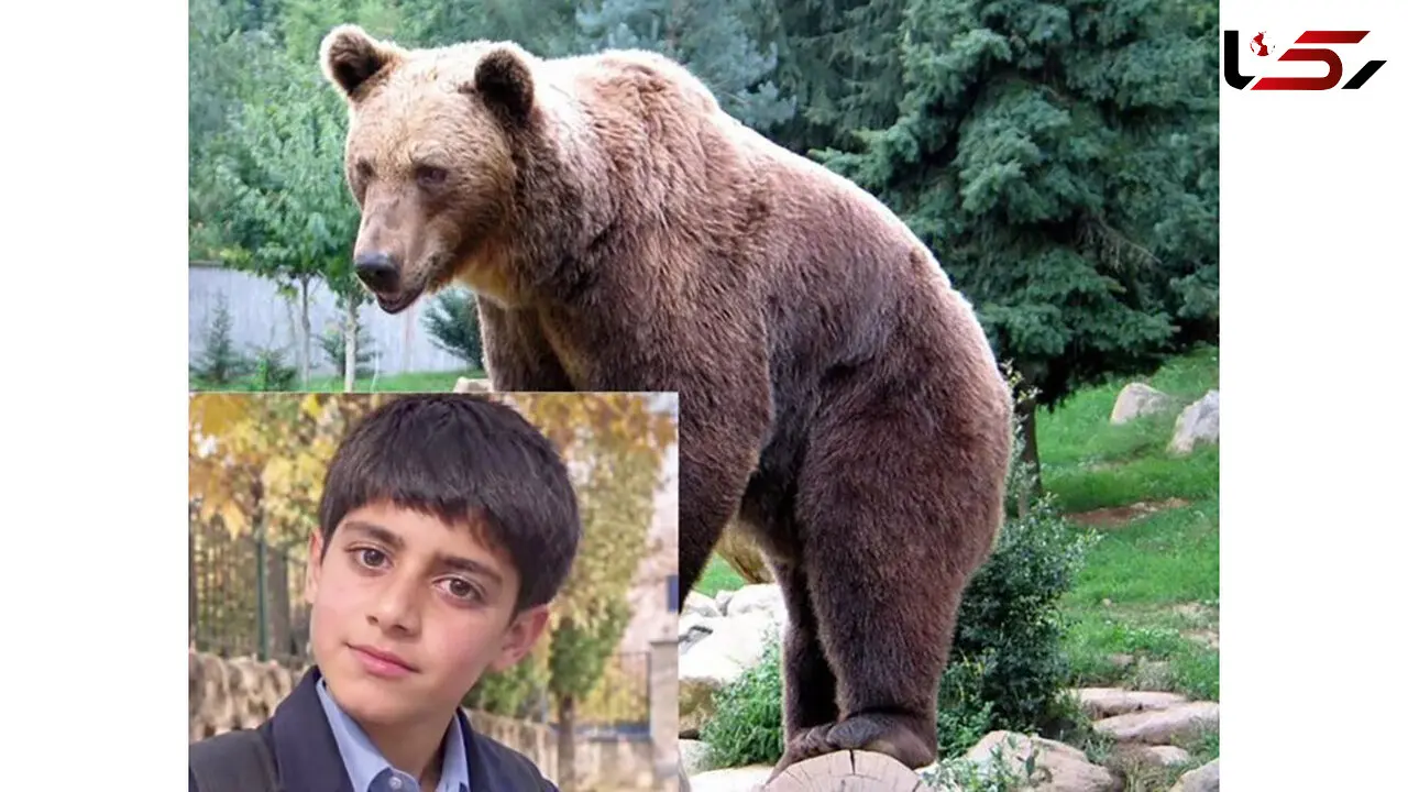 دستور ویژه دادگستری کرمان برای مرگ نوجوان 14 ساله در پی حمله خرس + عکس