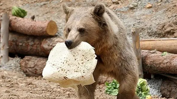 دردسر وابستگی خرس های قهوه ای سبلان به غذای کوهنوردان / حمله خرس ها به مناطق مسکونی و عشایر، نتیجه دخالت انسانی در طبیعت + فیلم