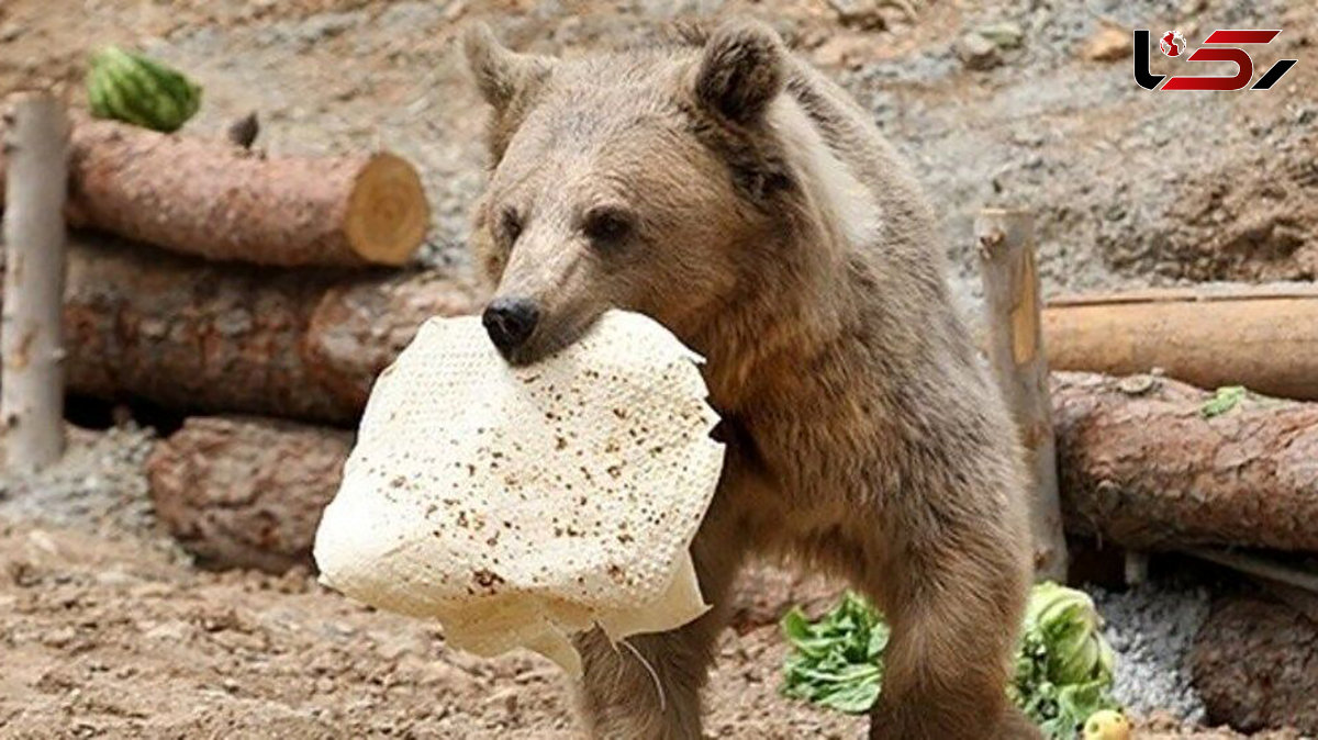 دردسر وابستگی خرس های قهوه ای سبلان به غذای کوهنوردان / حمله خرس ها به مناطق مسکونی و عشایر، نتیجه دخالت انسانی در طبیعت + فیلم