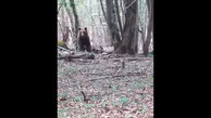 لحظات نفس‌گیر رودررویی با یک خرس قهوه‌ای در جنگل نوشهر + فیلم