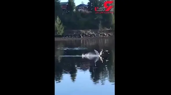 حمله وحشتناک عقاب به مرغ دریایی+ فیلم