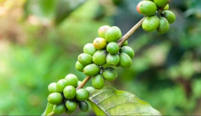 Green coffee beans