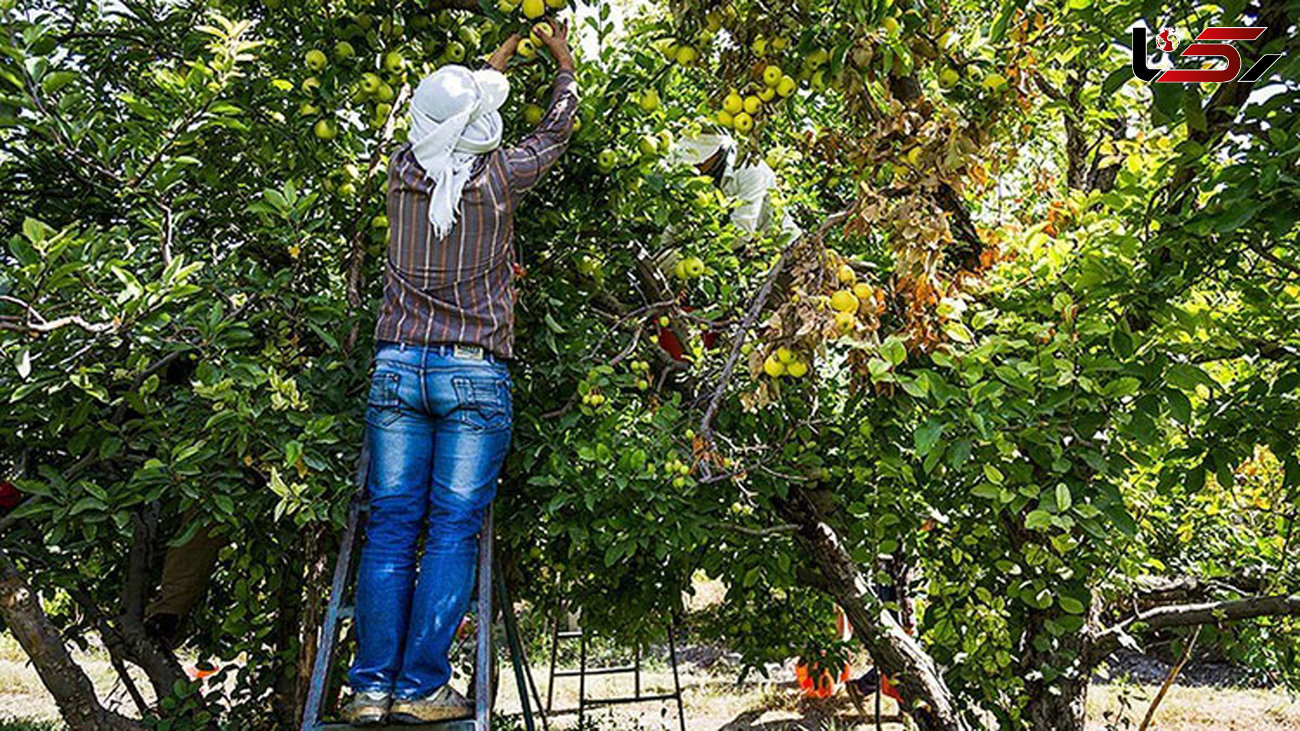 کاهش 50 درصدی محصولات سردرختی بر اثر سرما زدگی