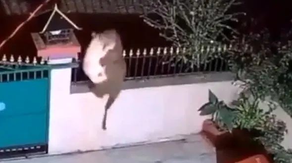 لحظه تلخ حمله مرگبار پلنگ به یک سگ در حیاط خانه+ فیلم