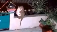 لحظه تلخ حمله مرگبار پلنگ به یک سگ در حیاط خانه+ فیلم