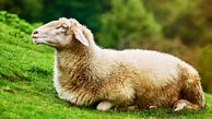عکس تولد توله سگ در زایمان گوسفند ! / حیرت انگیزترین زایمان جهان را ببینید !