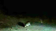 مشاهده گربه وحشی برای اولین بار در آبیک