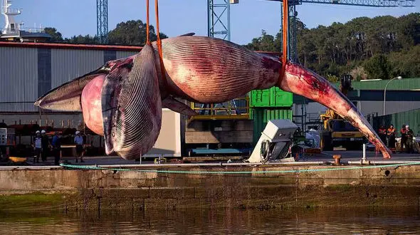 این نهنگ غول پیکر شهری را به مخاطره انداخت / در اسپانیا رخ داد + عکس  های باورنکردنی!