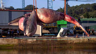 این نهنگ غول پیکر شهری را به مخاطره انداخت / در اسپانیا رخ داد + عکس  های باورنکردنی!