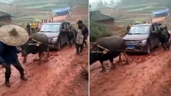 قوی ترین گاو دنیا را ببینید + فیلم و عکس