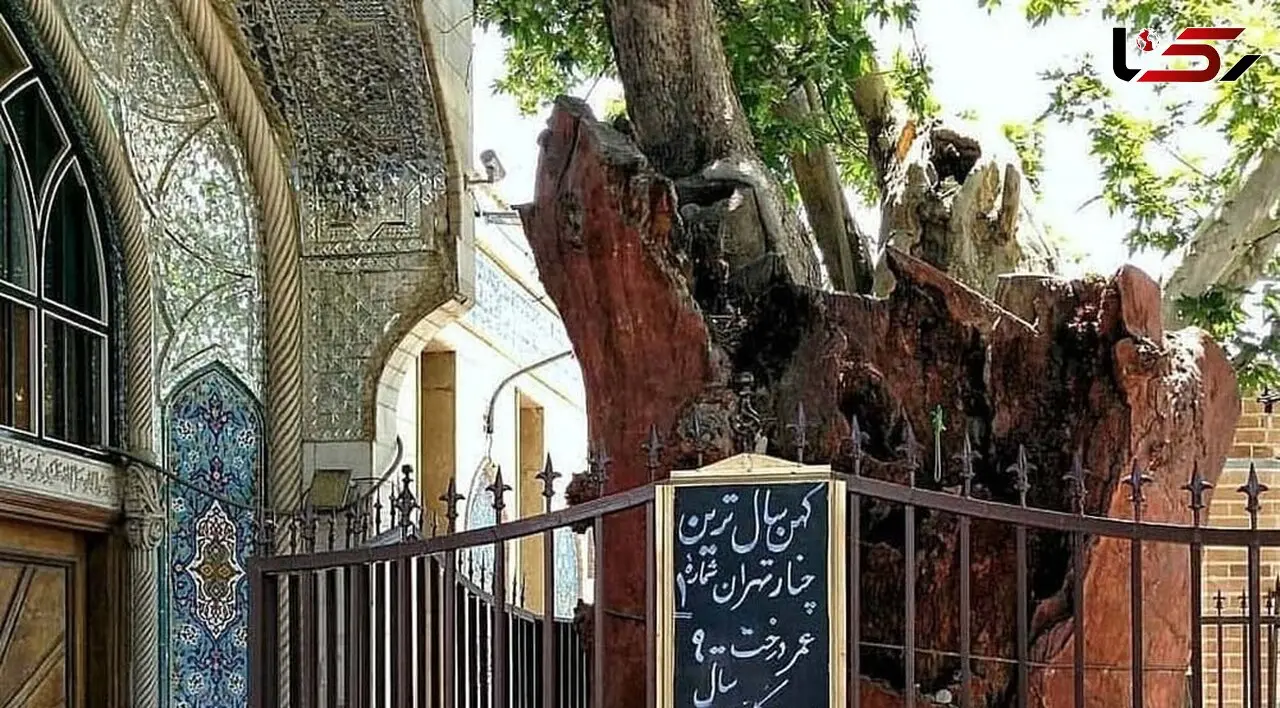 پیرترین موجود زنده تهران را اینجا بببینید/ از افسانه کفاش پیر عودلاجون چه می‌دانید؟ 