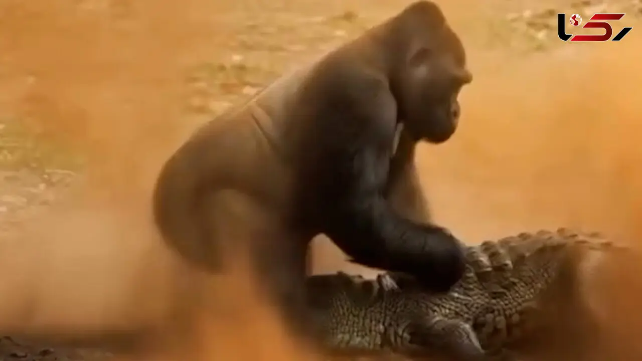 فیلم حمله تمساح به بچه گوریل ساخته‌شده با هوش مصنوعی