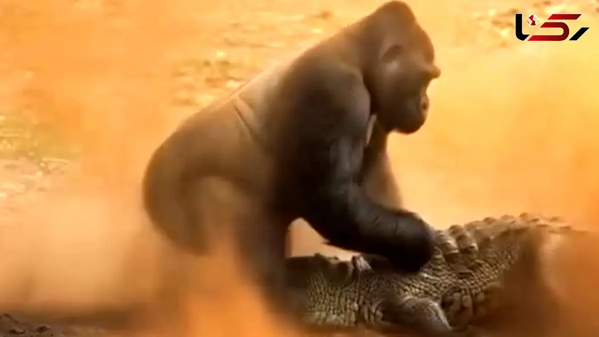 فیلم حمله تمساح به بچه گوریل ساخته‌شده با هوش مصنوعی